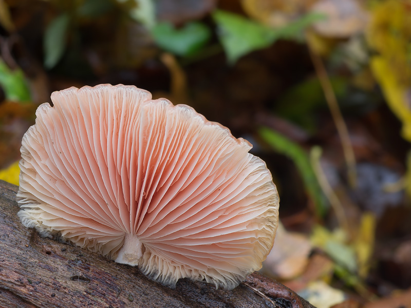 Rhodotus palmatus